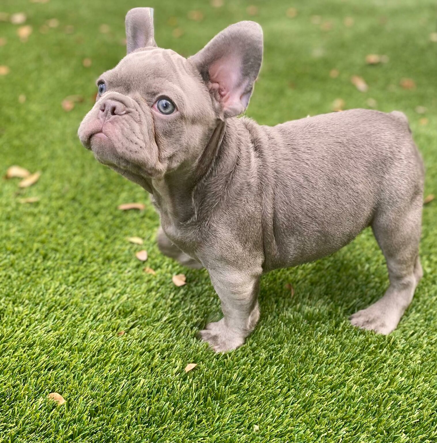 Master Bulldogs Goofy Beautiful Exotic French Bulldog Lilac Isabella 