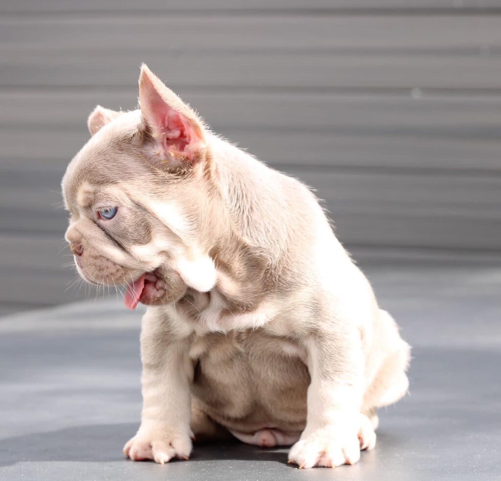 compact new shade Isabella Fluffy carrier L4, cream,coco, intersity