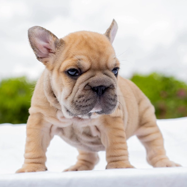 Gallery - English Bulldog 2