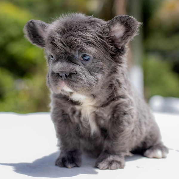 Gallery - Bulldog puppy 3