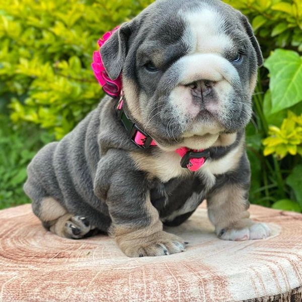 Gallery - Bulldog puppy 4