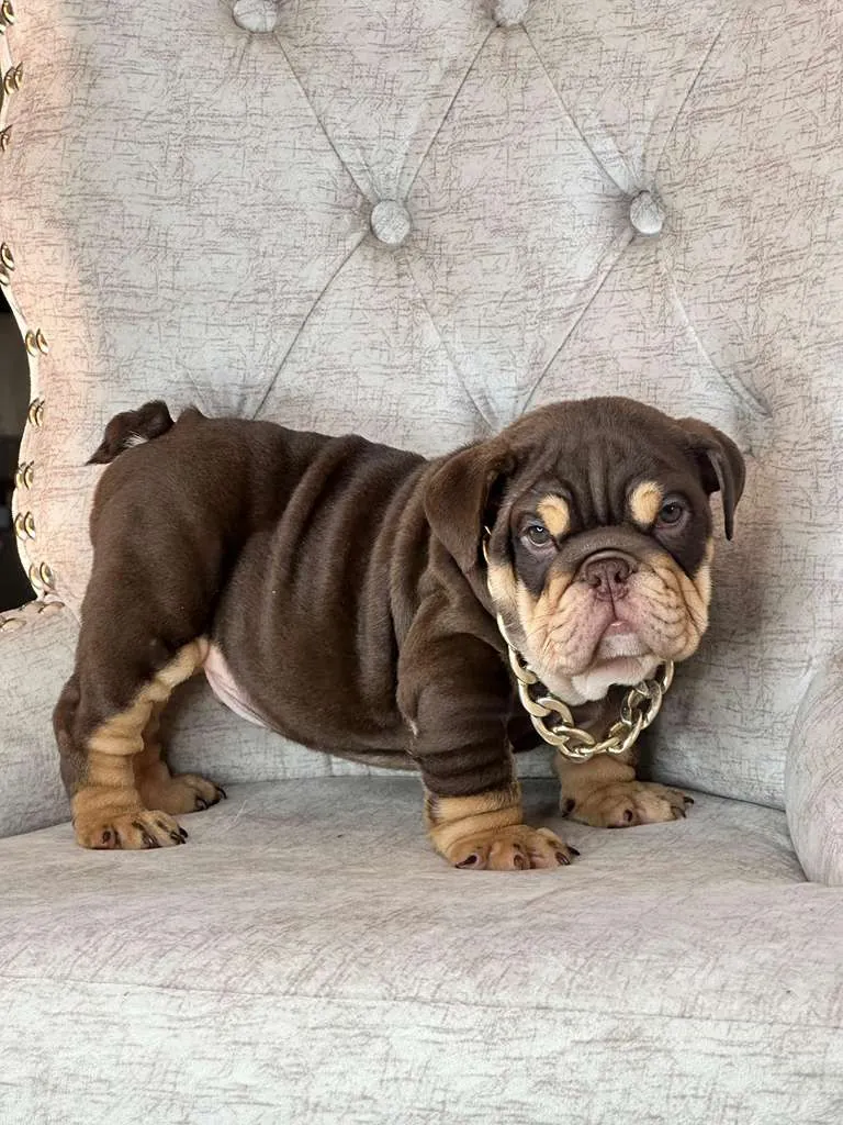 Choco Tri and Tan - 3