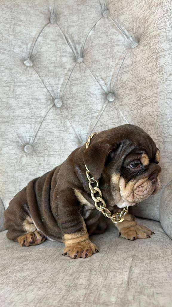 Choco Tri and Tan photo 3