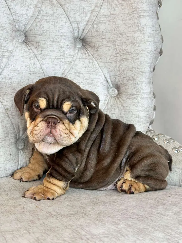 Choco Tri and Tan - 5