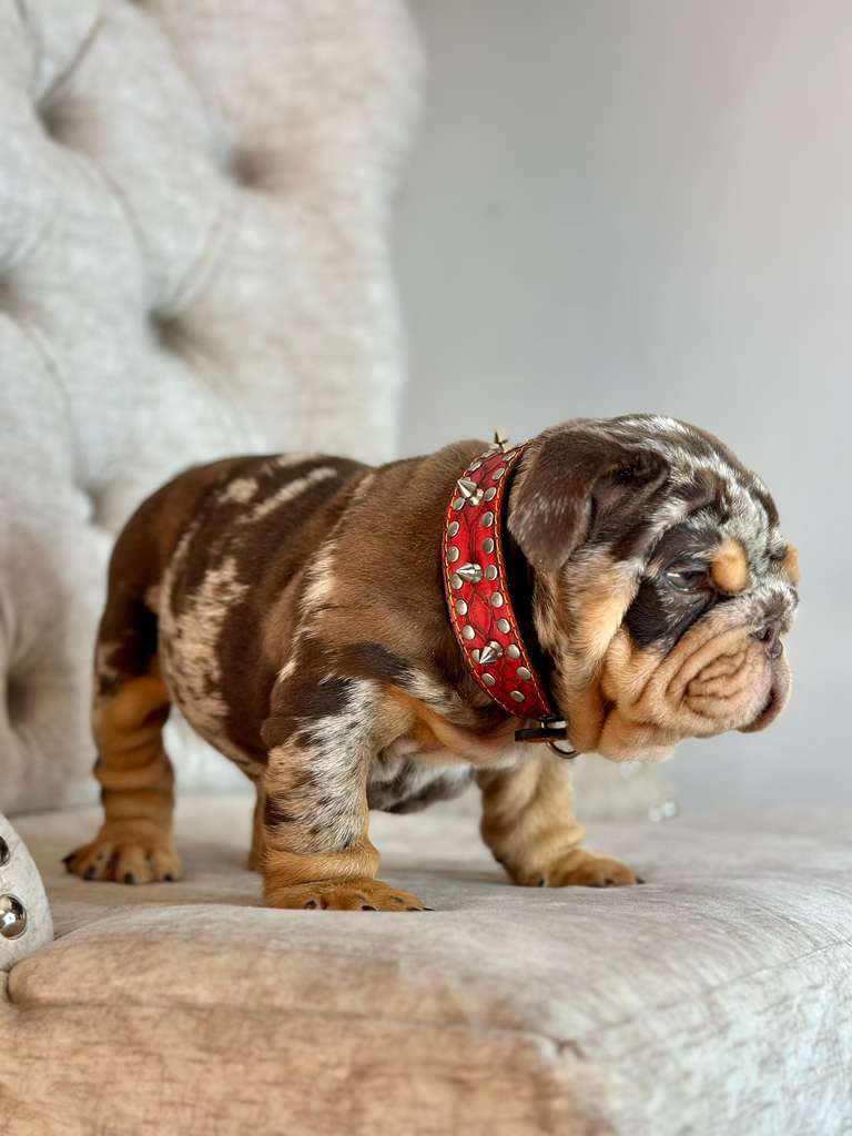 Chocolate Merle and Tan photo 2