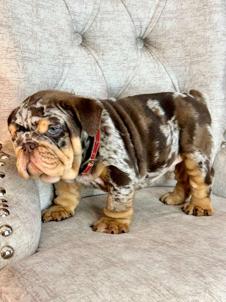 English Bulldog Chocolate Merle and Tan for sale in Miami