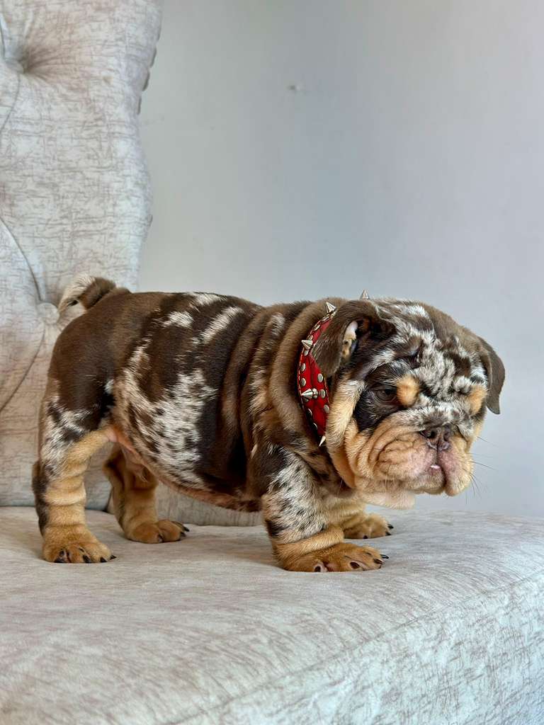 Chocolate Merle and Tan photo 3