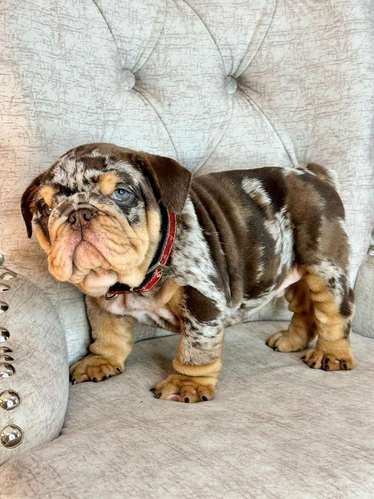 Chocolate Merle and Tan photo 4