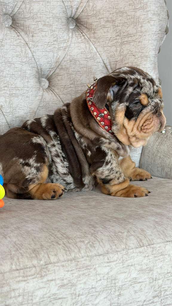 Chocolate Merle and Tan - 6