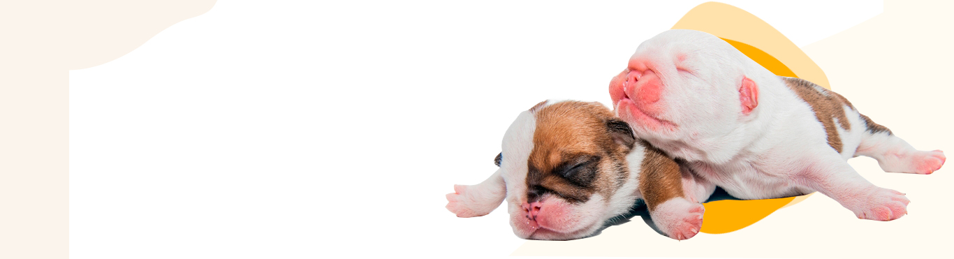 Newborn bulldog puppies receiving professional whelping care