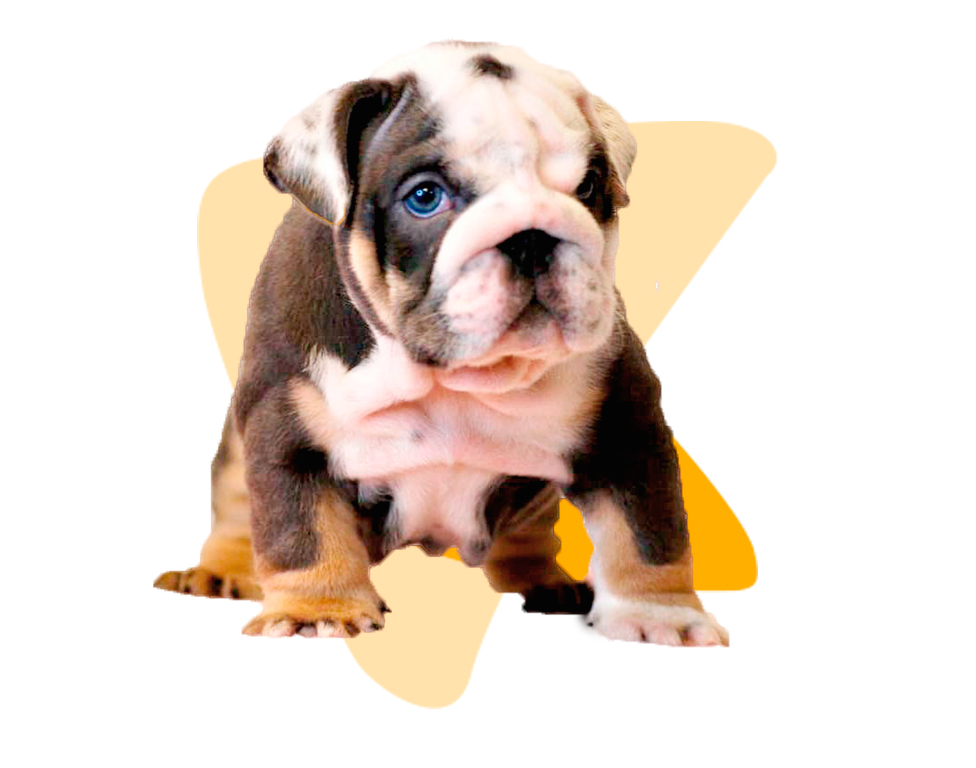 Who We Are - Master Bulldogs Miami team