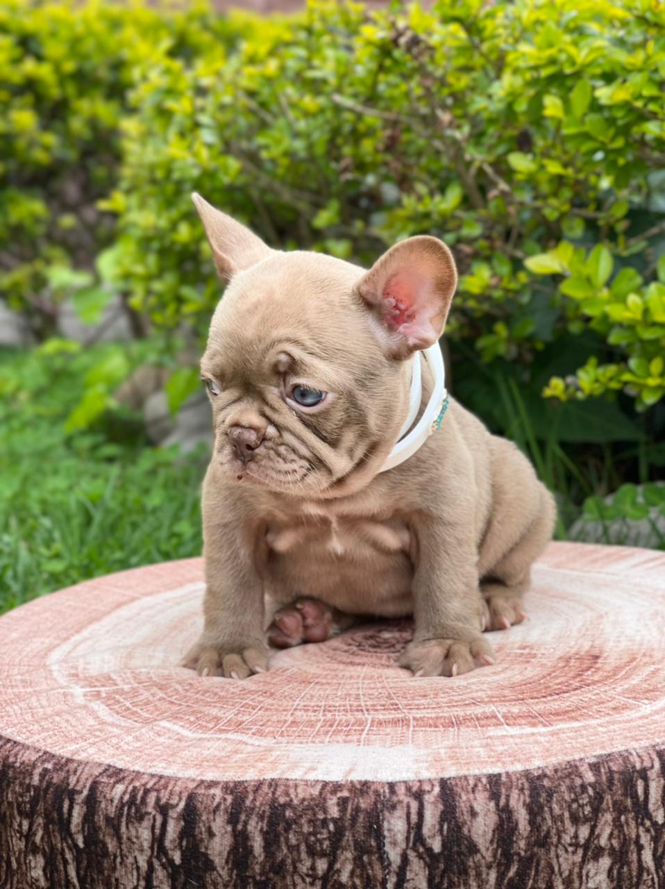 Exotic Pomeranian Teacup Teddy Bear Blue Merle Tony - 3