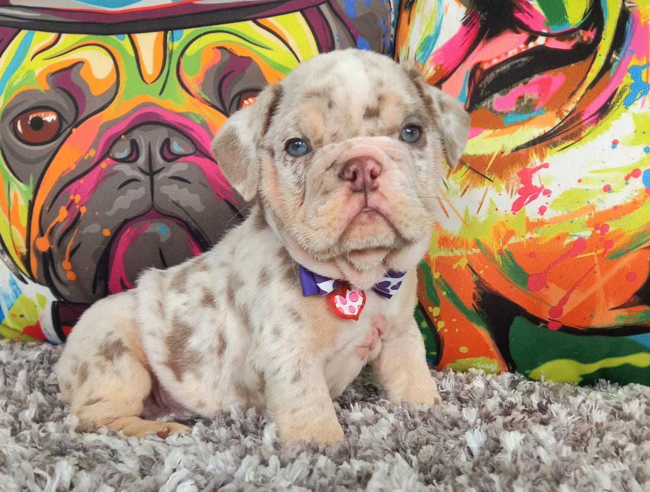 English Bulldog Exotic Lilac tree Pipe - 7