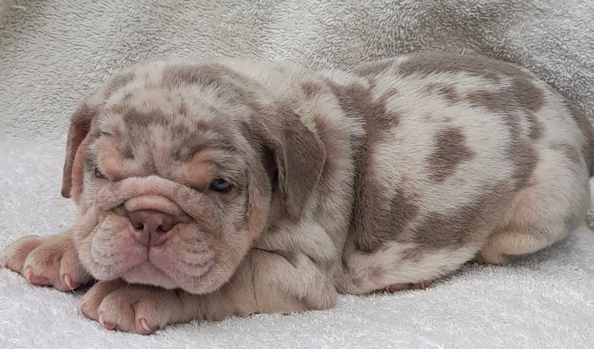 English Bulldog Exotic Lilac tree Pipe - 3