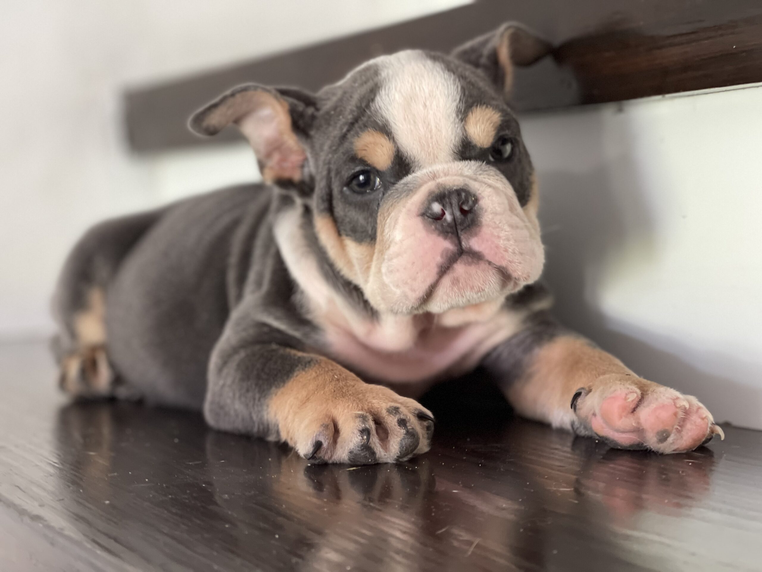English bulldog blue tree Female Gabbana - 3