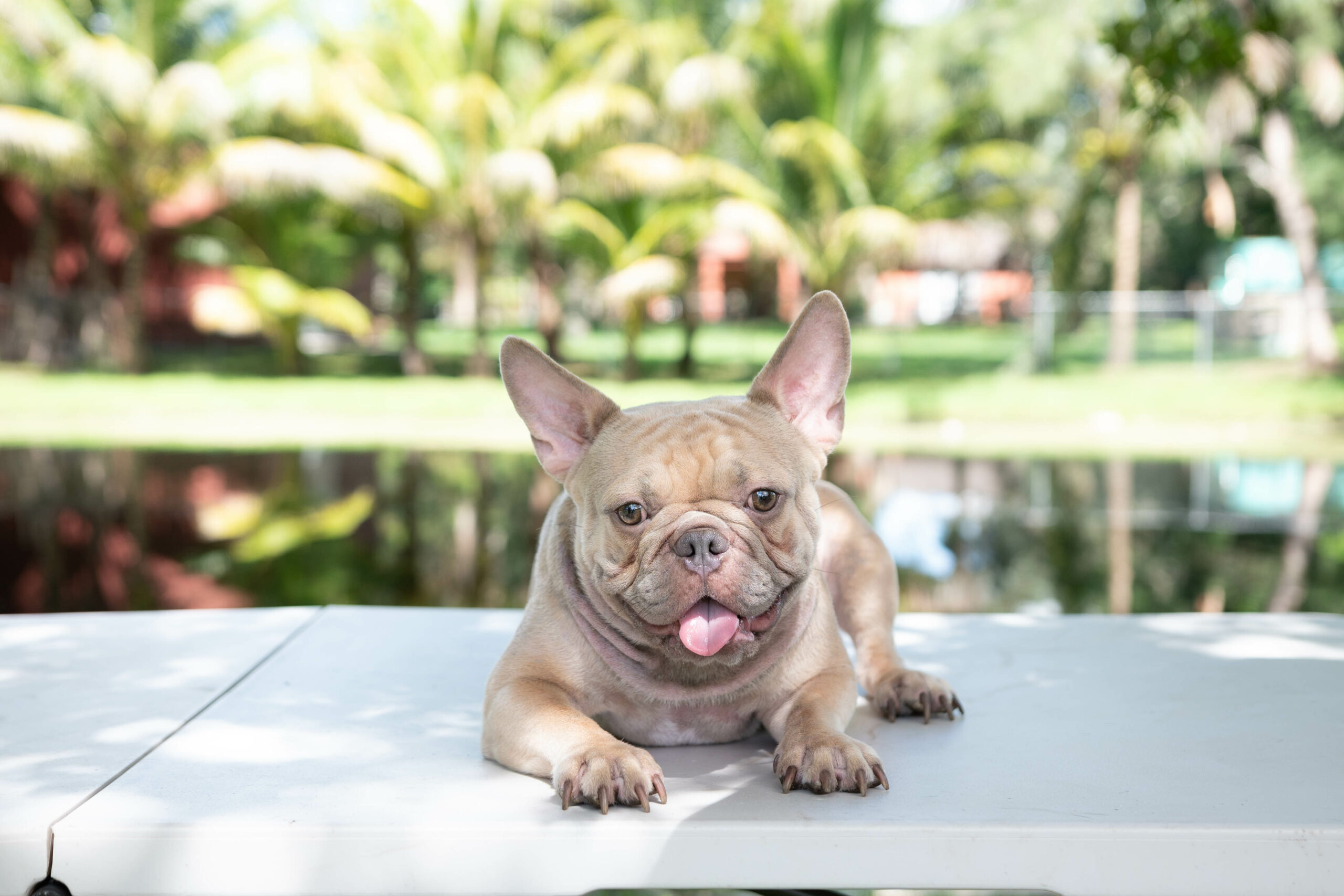 Lauren Beautiful French Bulldog Chocolate Isabella Carrier - 7