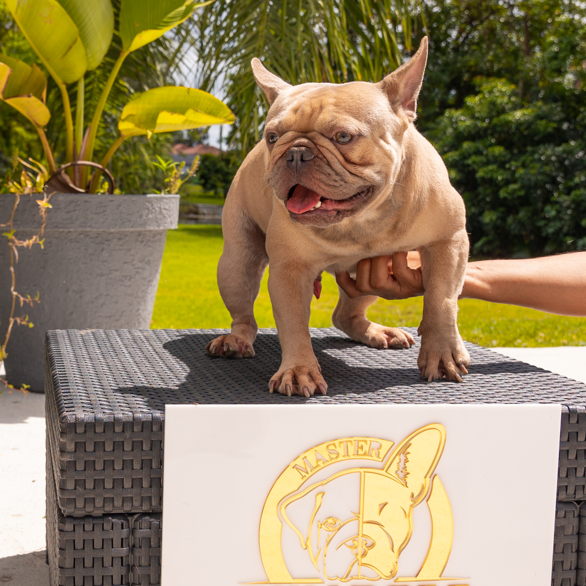 Lauren Beautiful French Bulldog Chocolate Isabella Carrier - 12