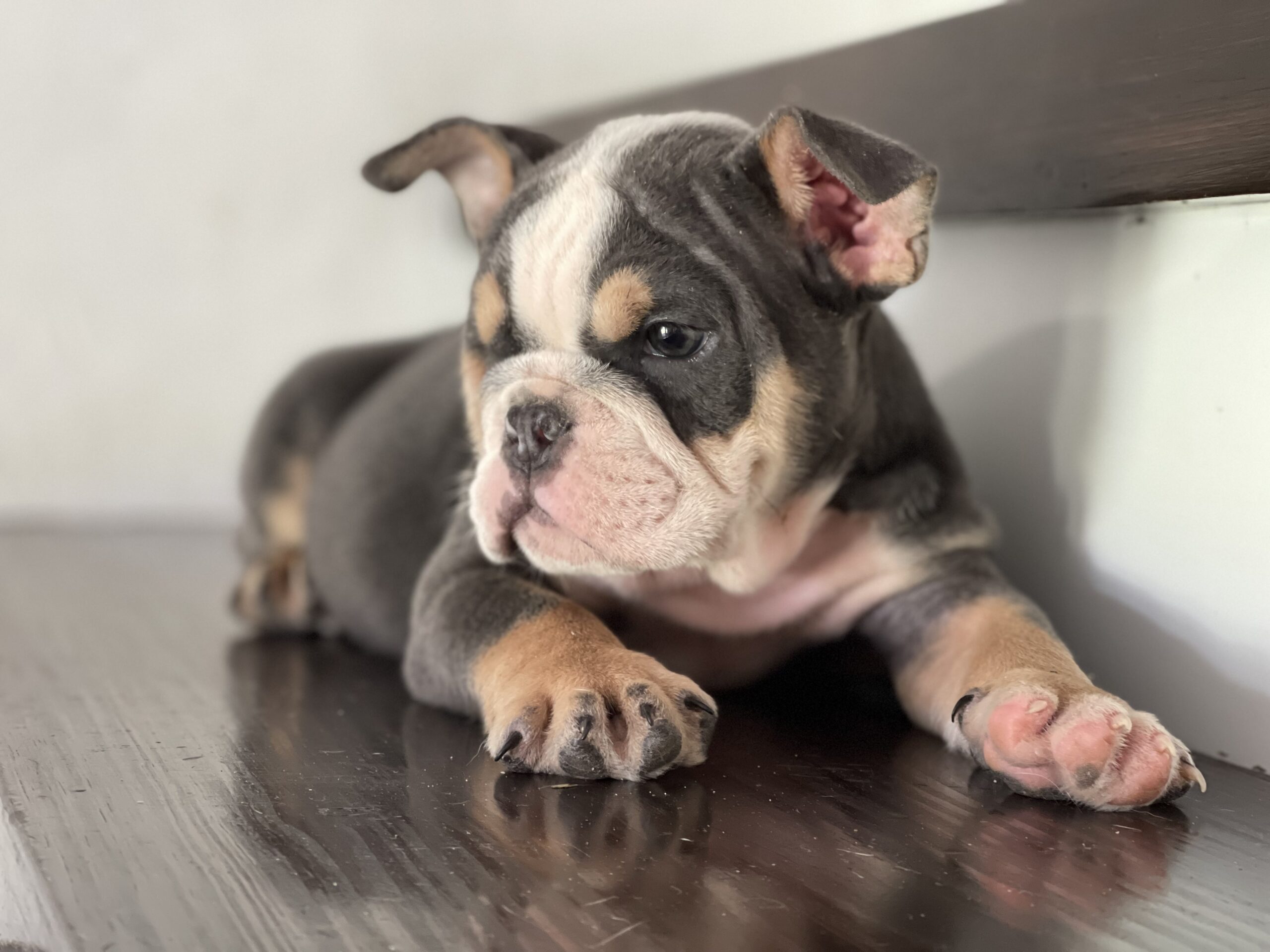 English bulldog blue tree Female Gabbana - 8