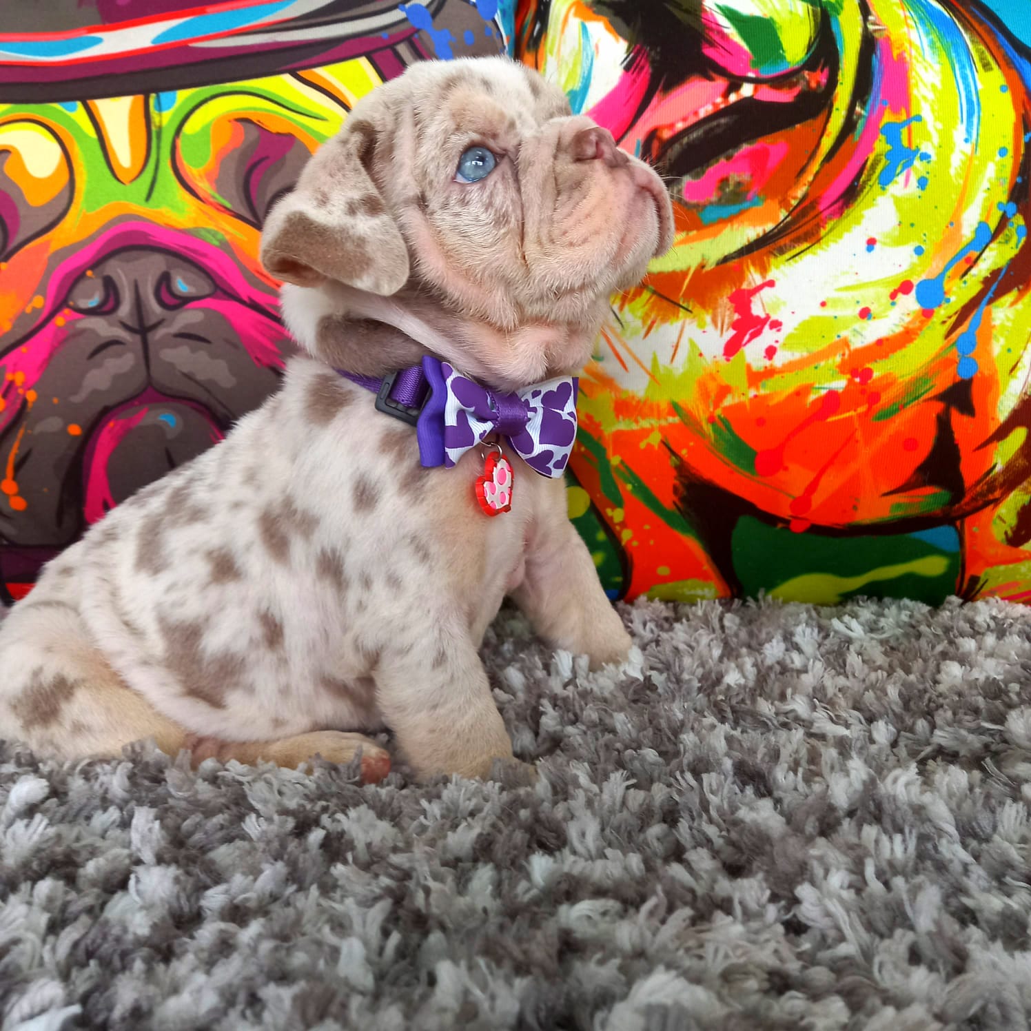 English Bulldog Exotic Lilac tree Pipe - 4