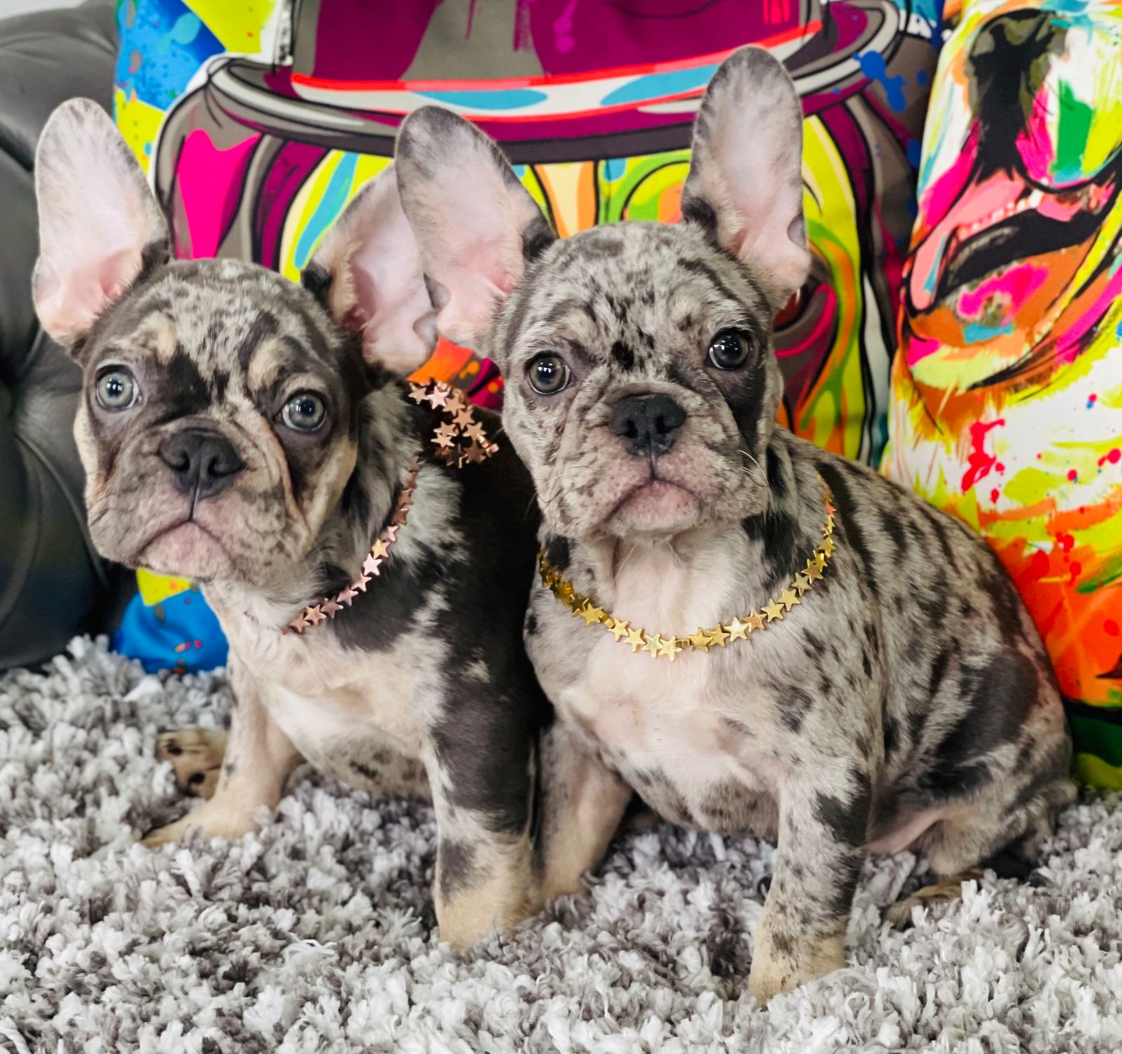 Exotic French bulldog Blue Merle Female Bvlgari - 5