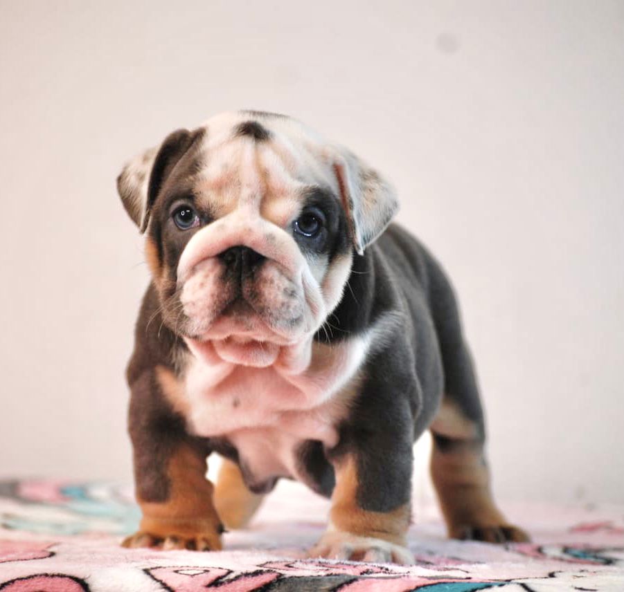 Exotic French Bulldog Lilac Merle Dior