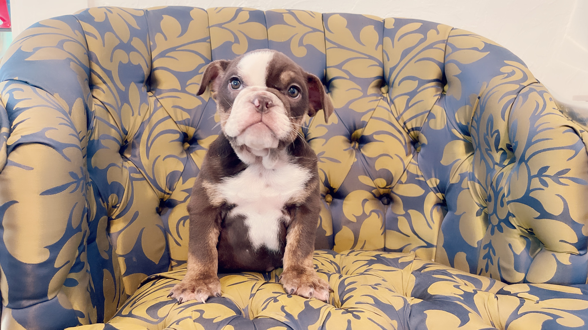 French Bulldog lilac fawn male Moschino - 7