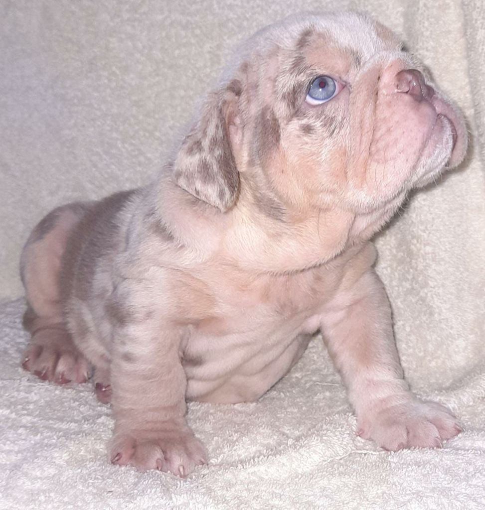 English Bulldog Exotic Lilac tree Pipe