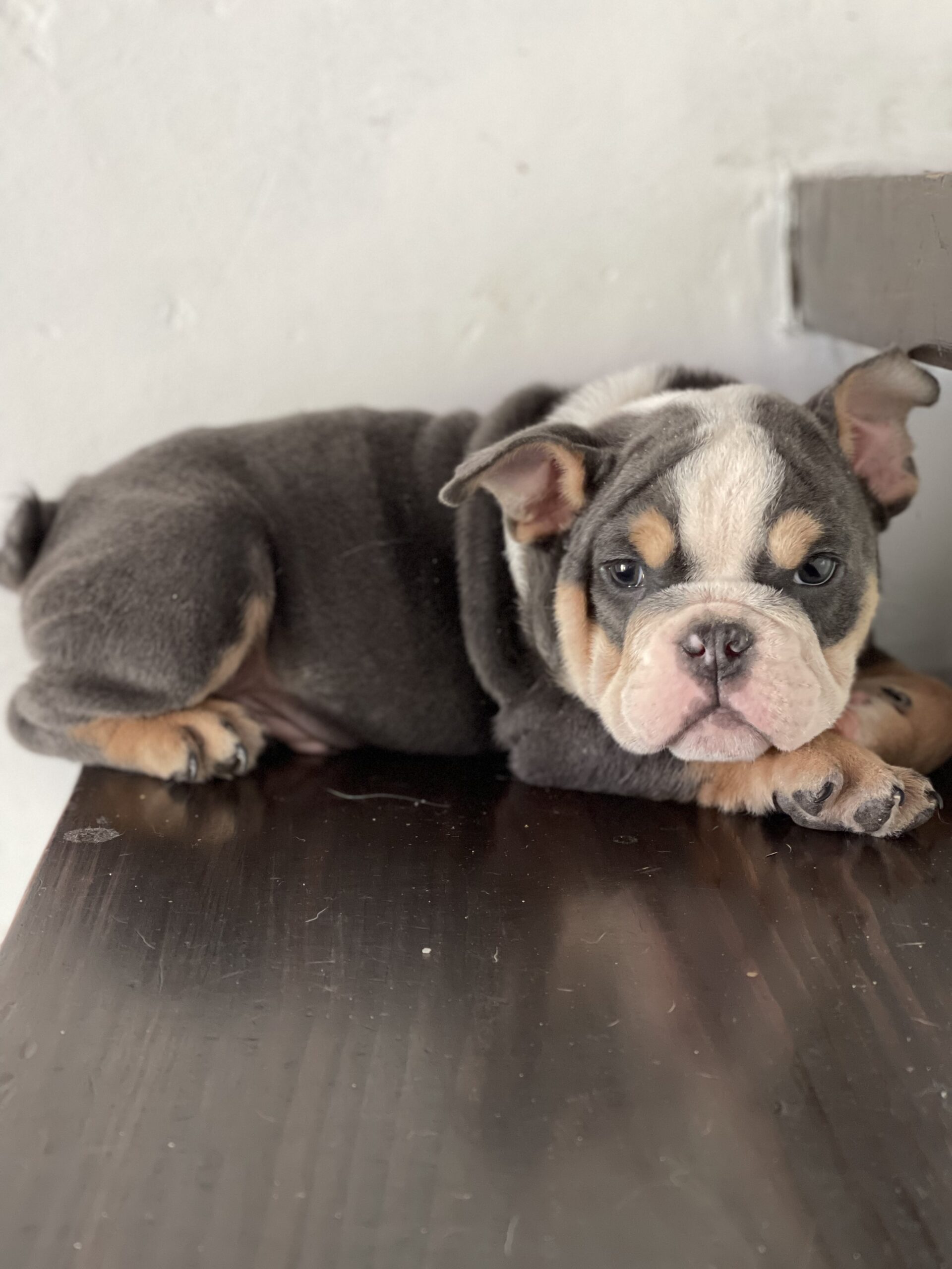 English bulldog blue tree Female Gabbana - 9