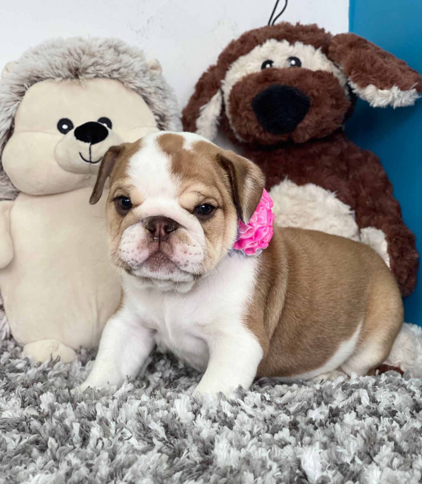 Exotic English Bulldog blue tree Versace