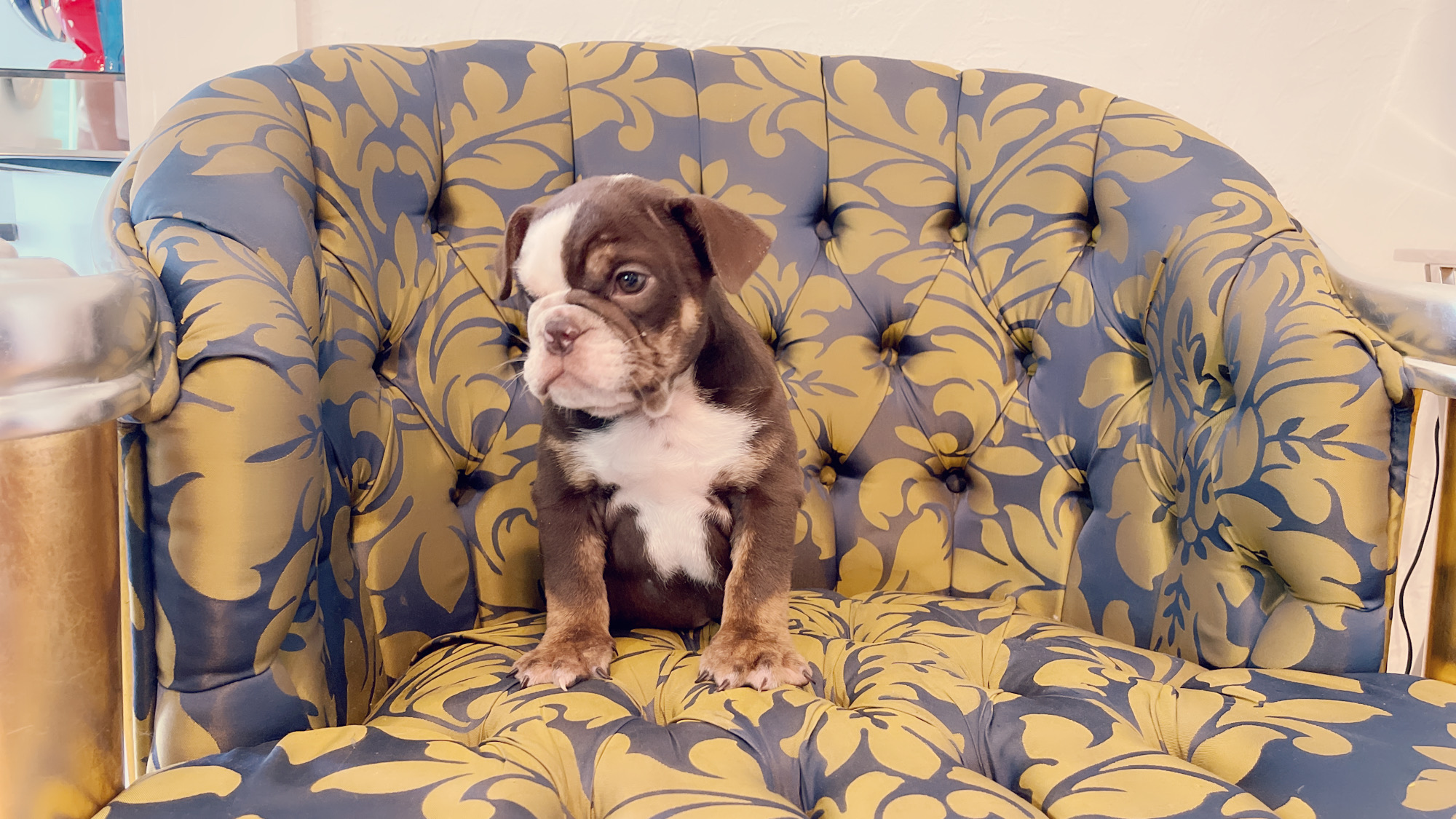 French Bulldog lilac fawn male Moschino - 5