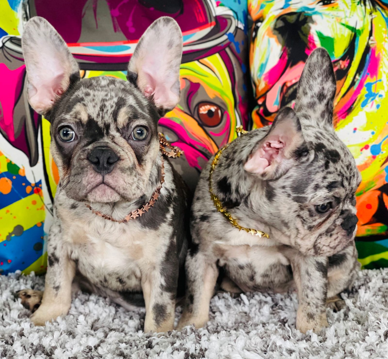 Exotic French bulldog Blue Merle Female Bvlgari - 2