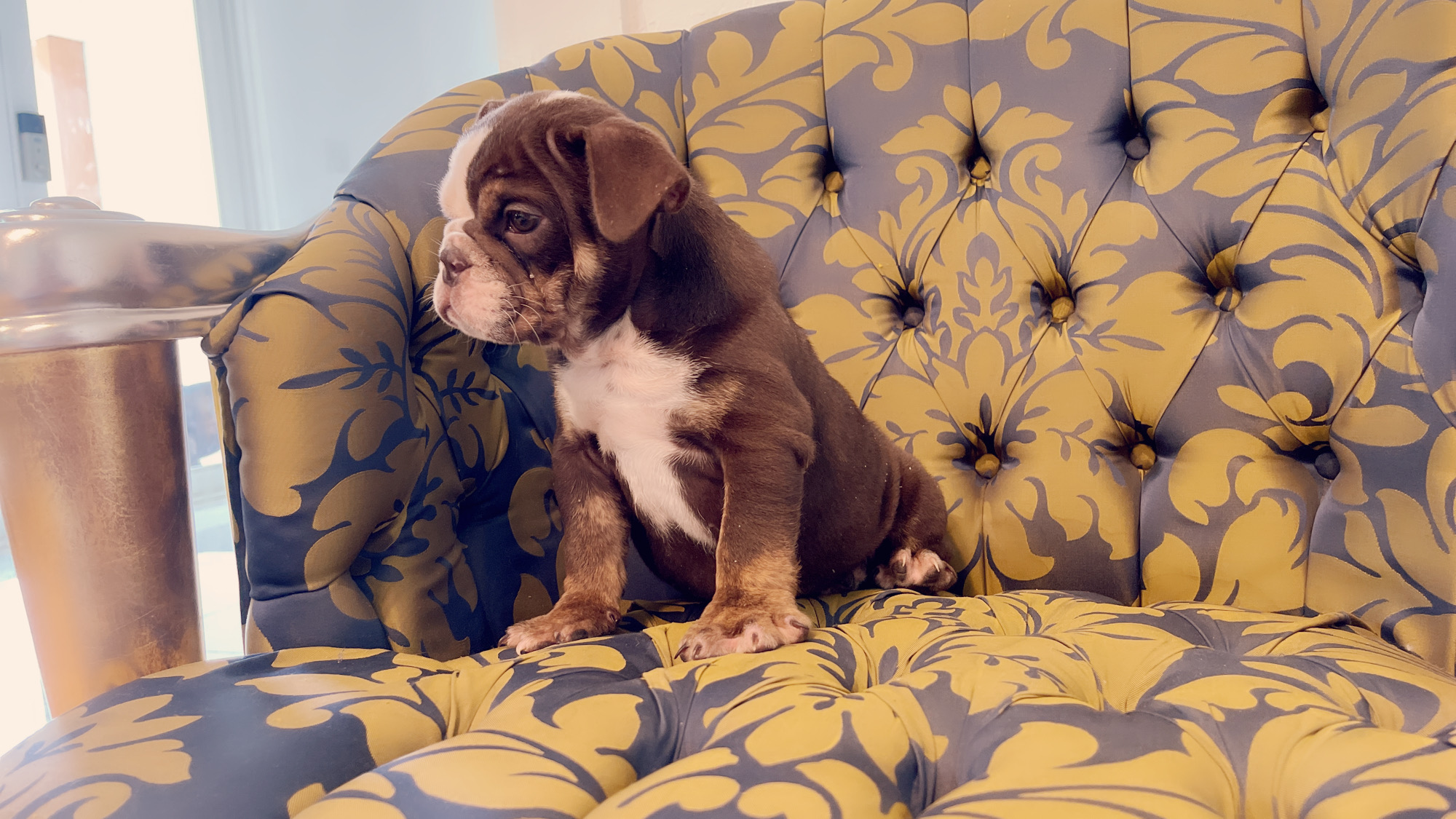 French Bulldog lilac fawn male Moschino - 12