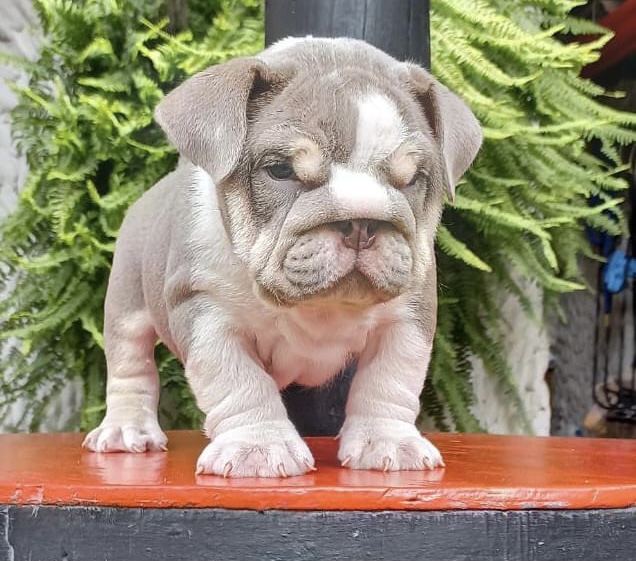 English bulldog choco tree female Hershey