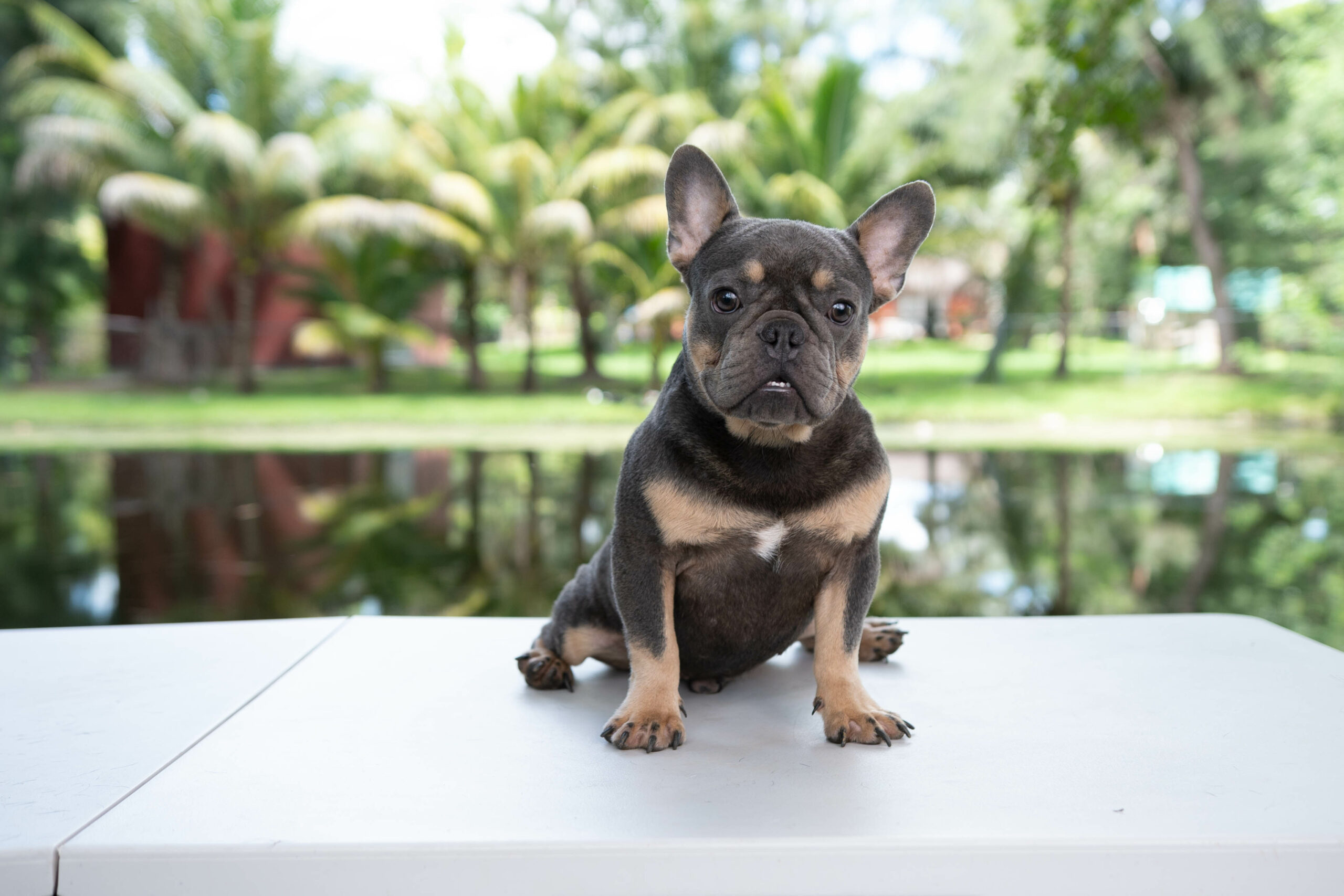 Beautiful Exotic English Bulldog Lilac Fawn Stud service Kike