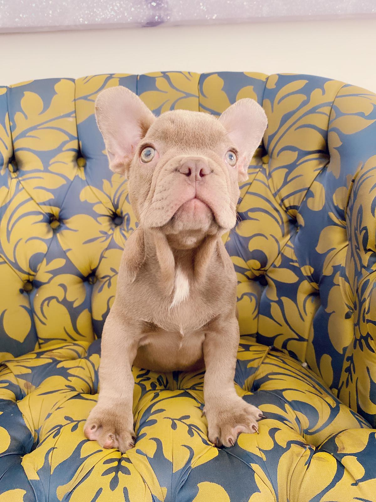 Master bulldog Lambo Beautiful Exotic French Bulldog Lilac Sable (stud service) - 12