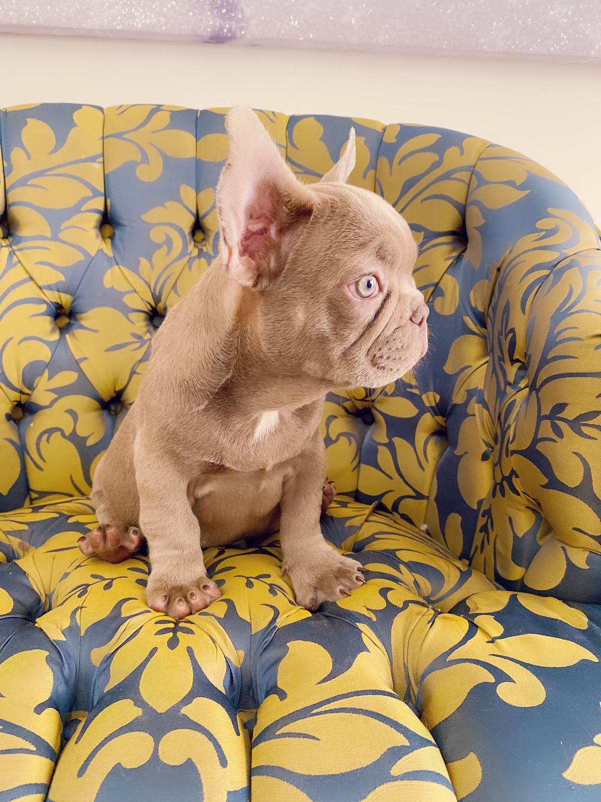 Master bulldog Lambo Beautiful Exotic French Bulldog Lilac Sable (stud service) - 8