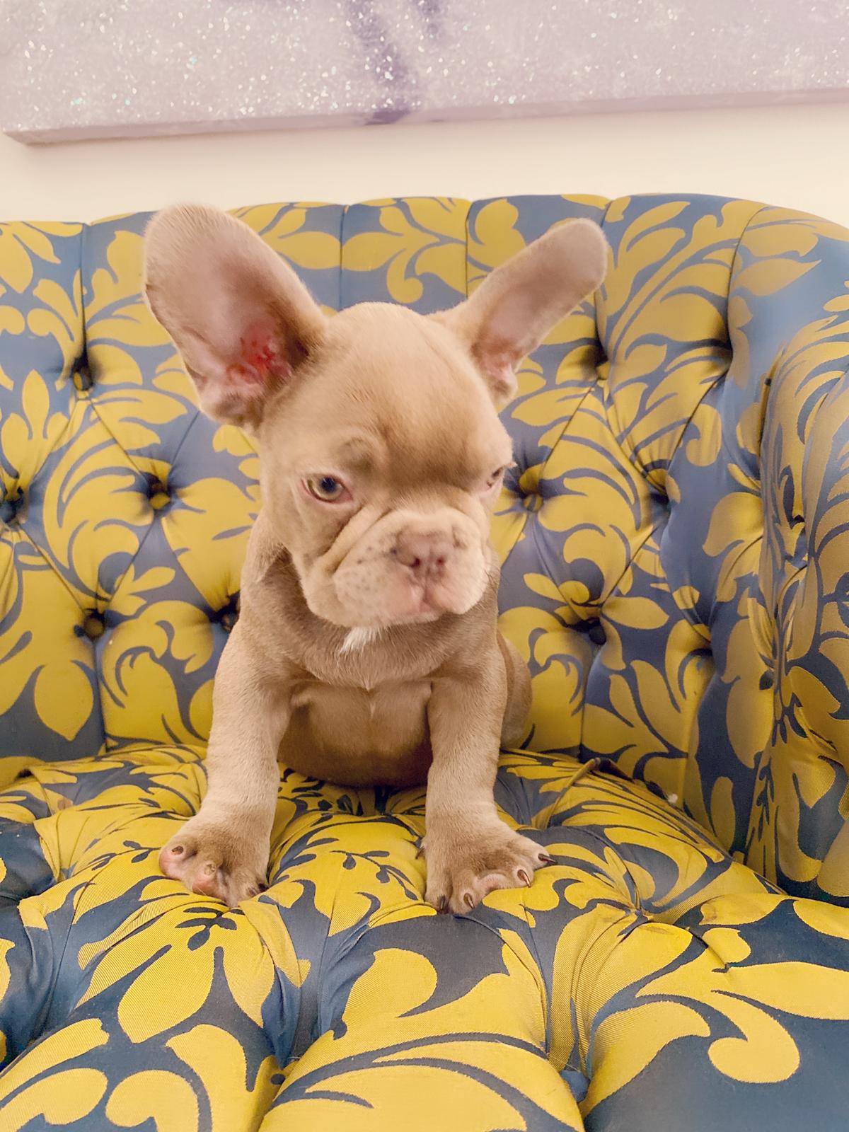 Master bulldog Lambo Beautiful Exotic French Bulldog Lilac Sable (stud service) - 3