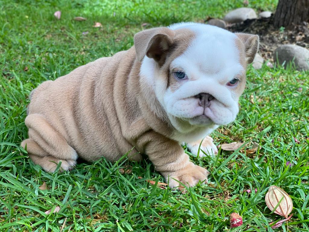 Benito!! Beautiful Exotic French Bulldog Choco Pied Isabella Carrier - 2