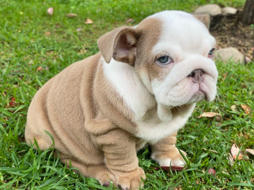 Benito!! Beautiful Exotic French Bulldog Choco Pied Isabella Carrier - 3