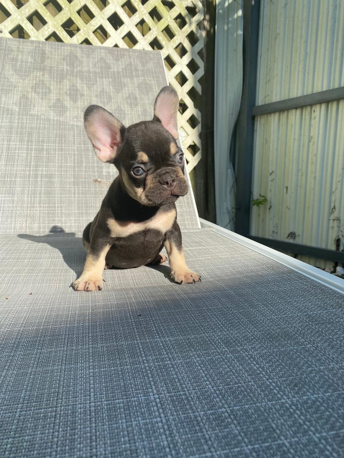 Goofy Beautiful Exotic French Bulldog Lilac Isabella Carrier