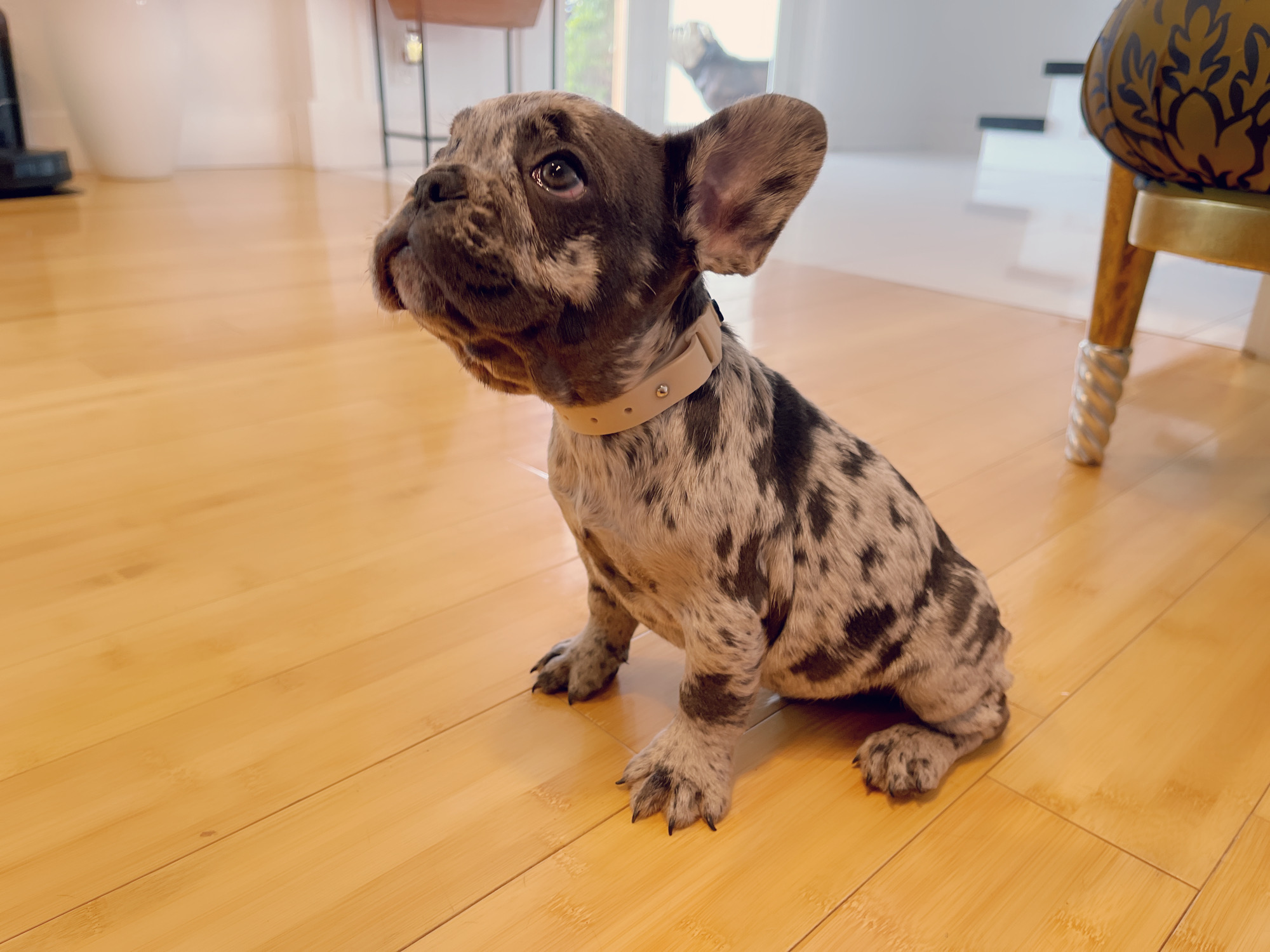 Cloe Beautiful Exotic French Bulldog Blue Merle - 9