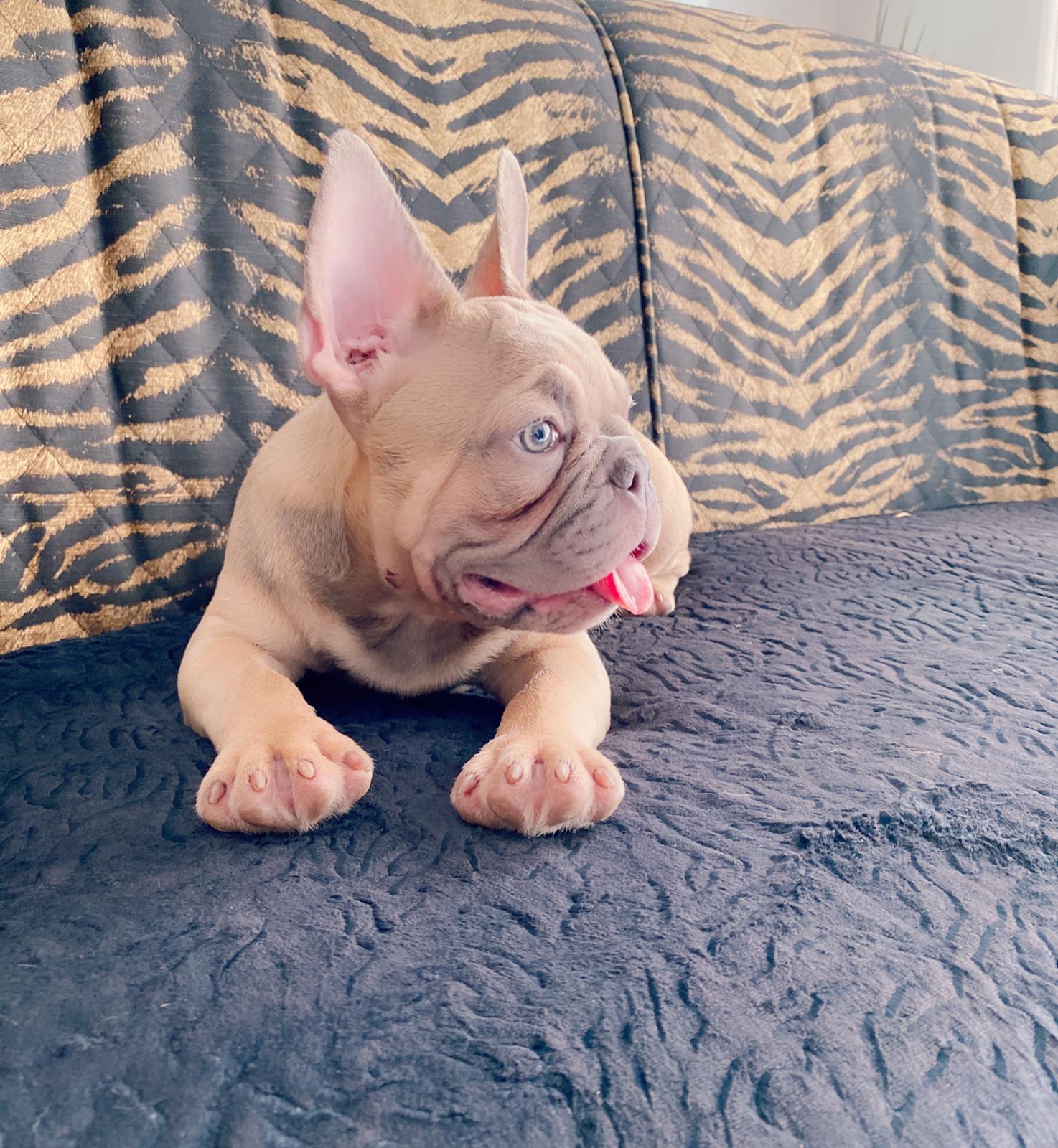 Lauren Beautiful French Bulldog Chocolate Isabella Carrier - 3