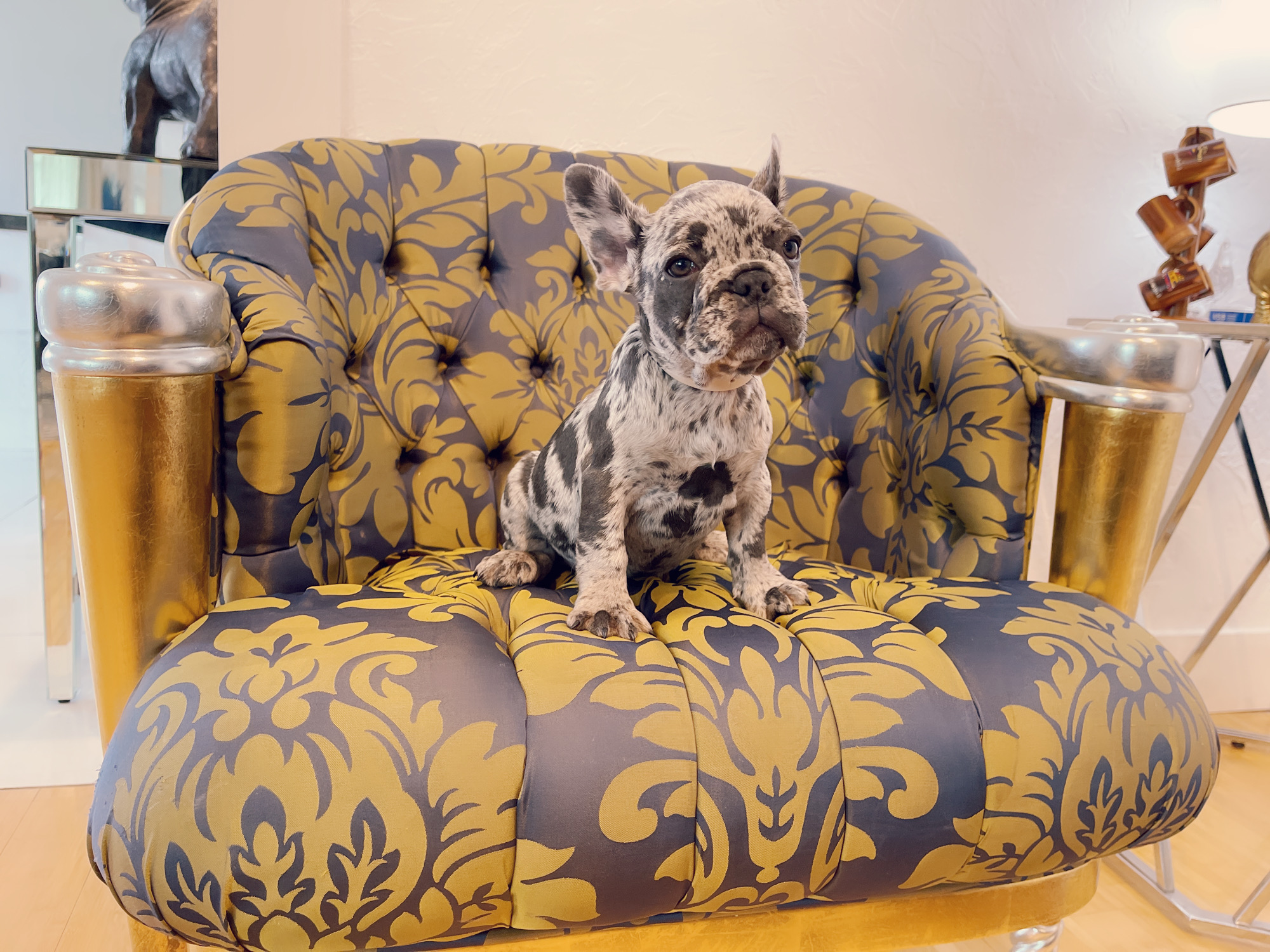 Cloe Beautiful Exotic French Bulldog Blue Merle