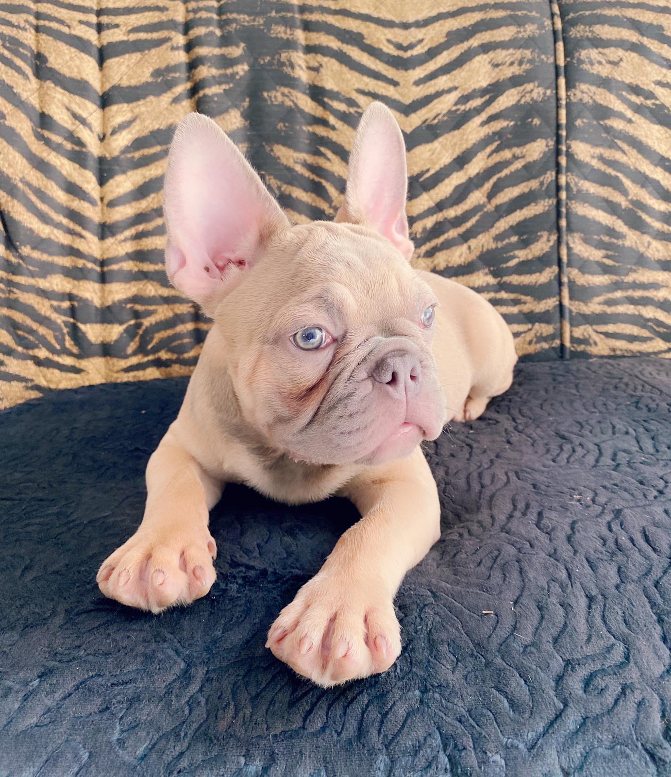 Lauren Beautiful French Bulldog Chocolate Isabella Carrier - 4