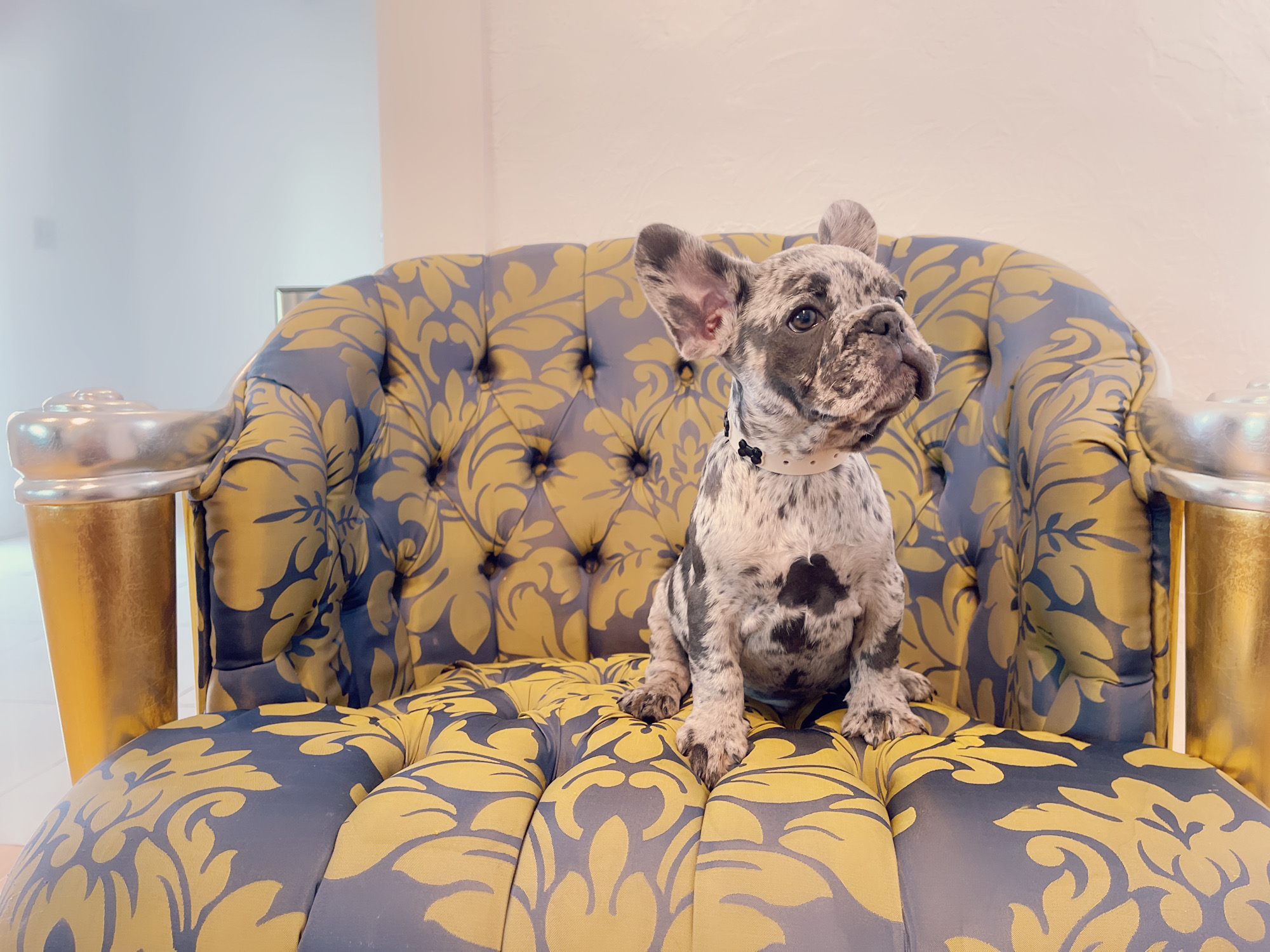 Cloe Beautiful Exotic French Bulldog Blue Merle - 6