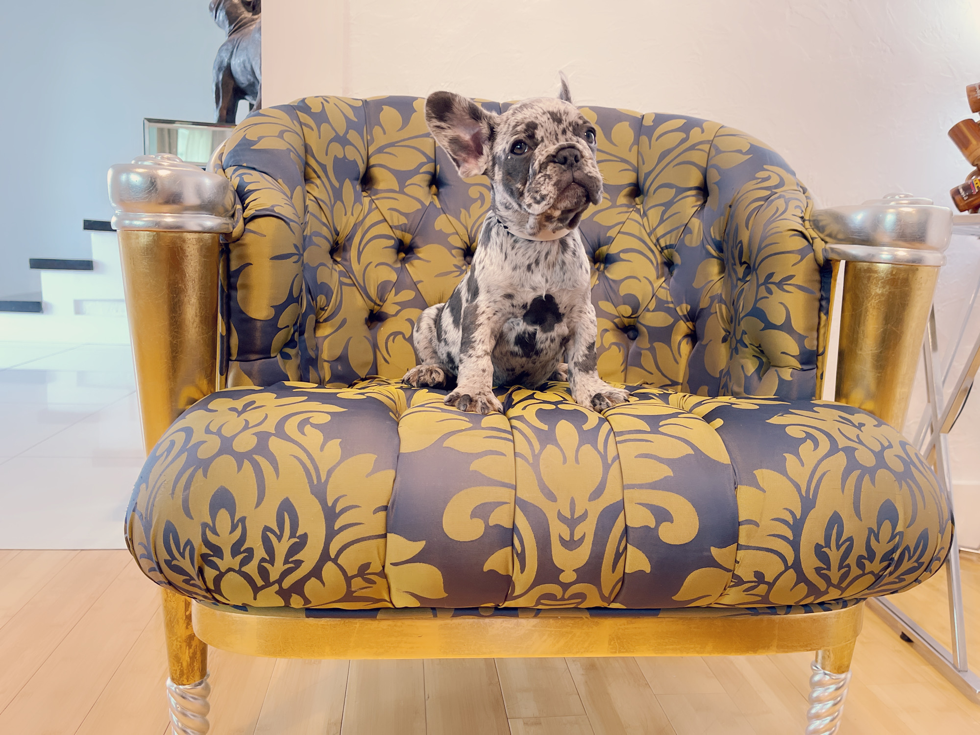 Cloe Beautiful Exotic French Bulldog Blue Merle - 4