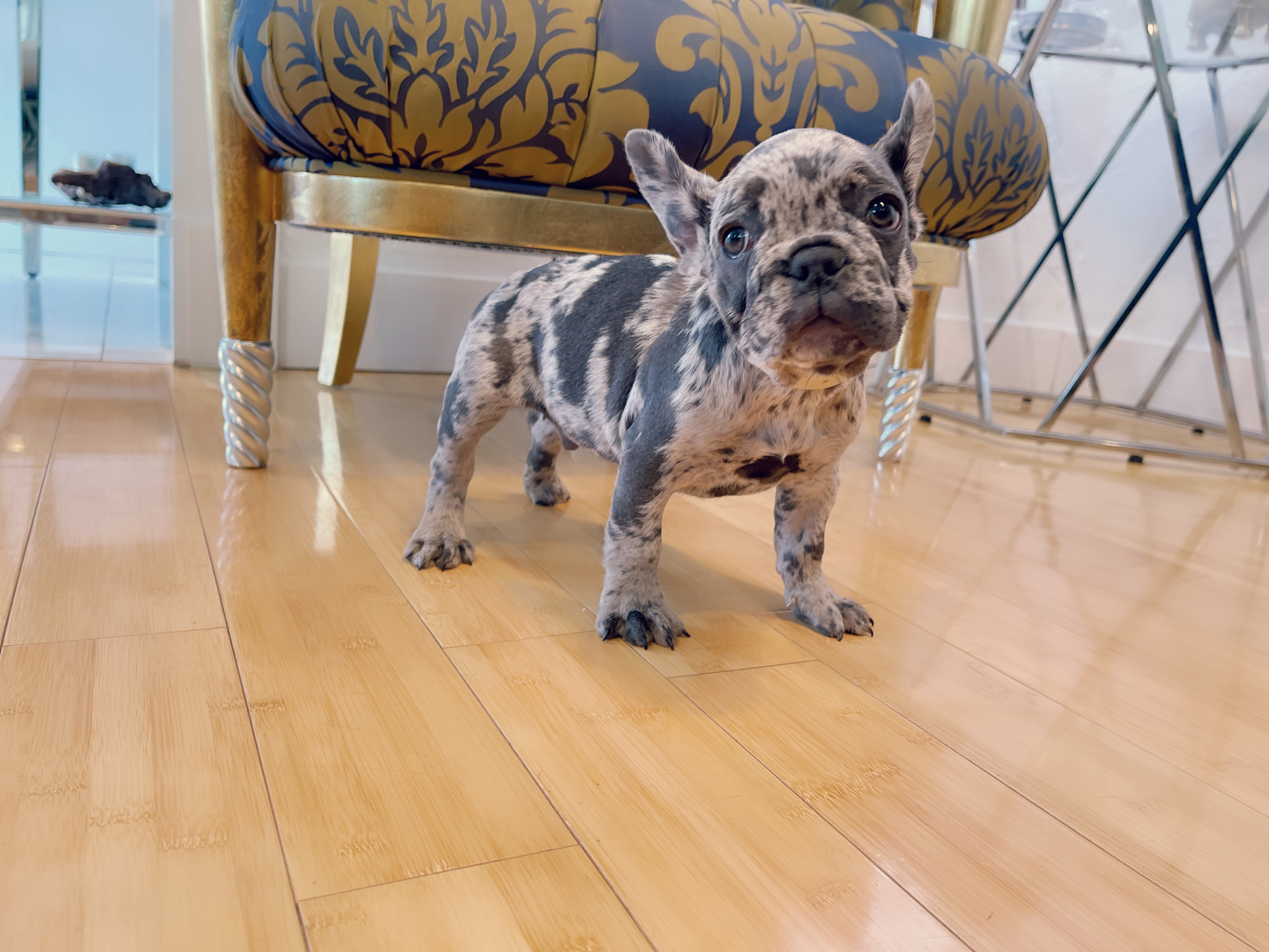 Cloe Beautiful Exotic French Bulldog Blue Merle - 2