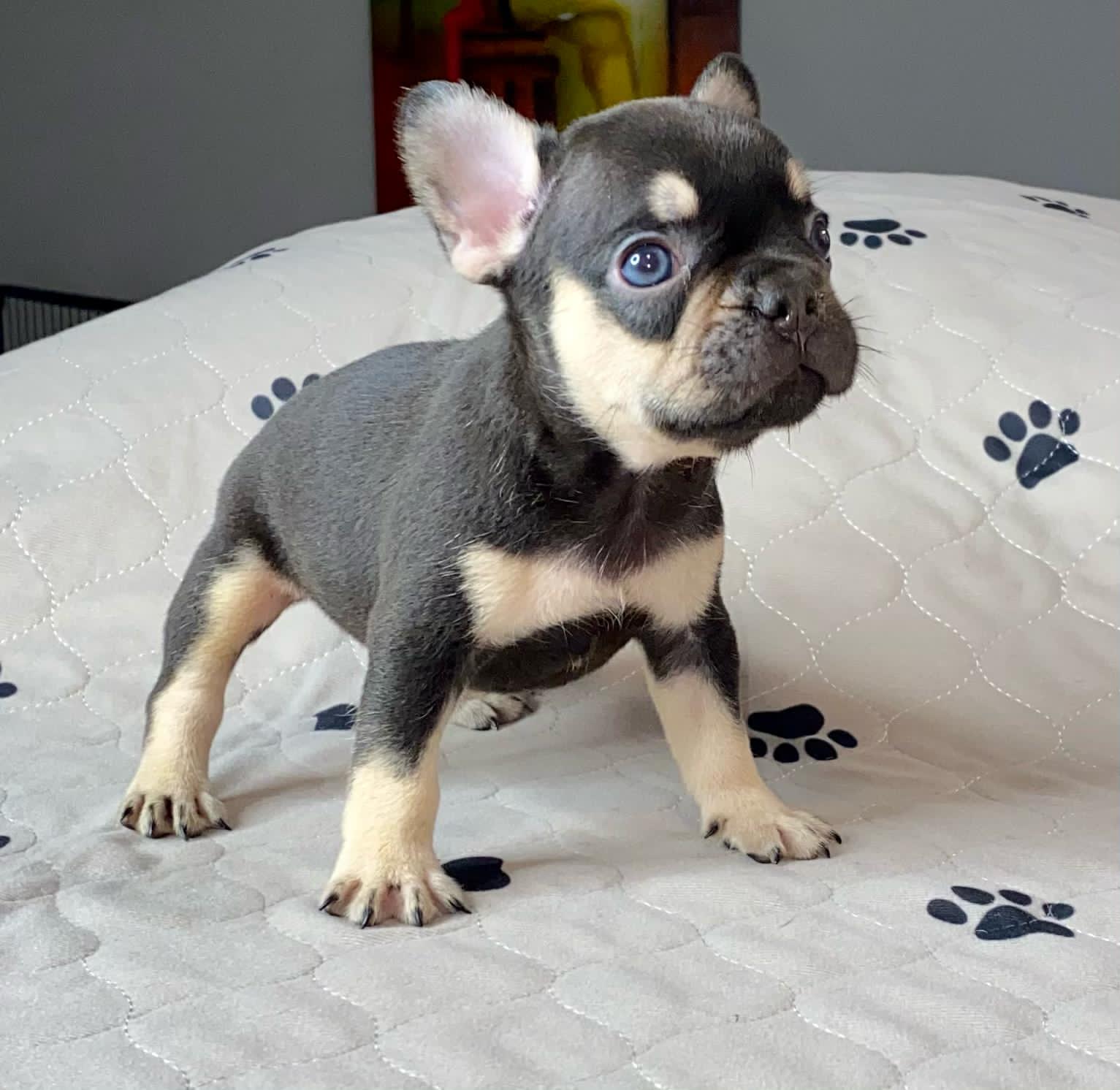 Angel Beautiful Exotic French Bulldog Blue Merle