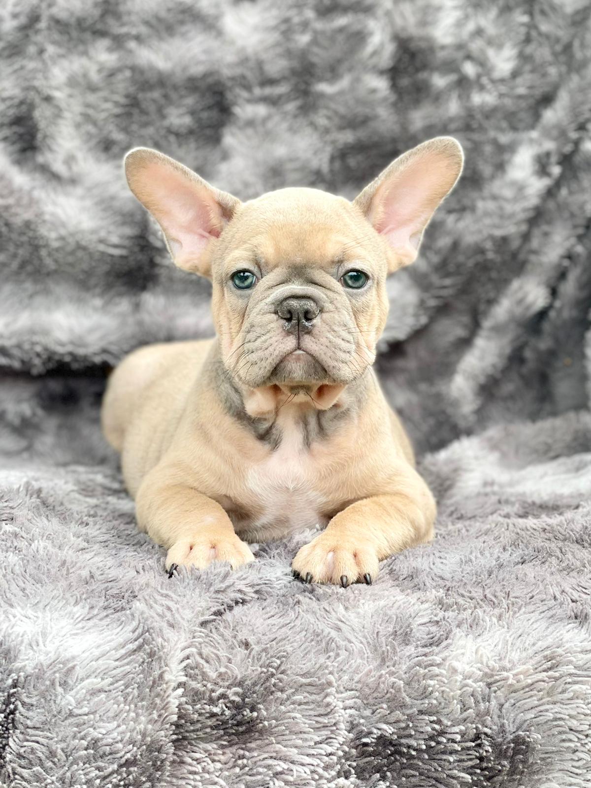 Exotic English bulldog choco fawn Balenciaga