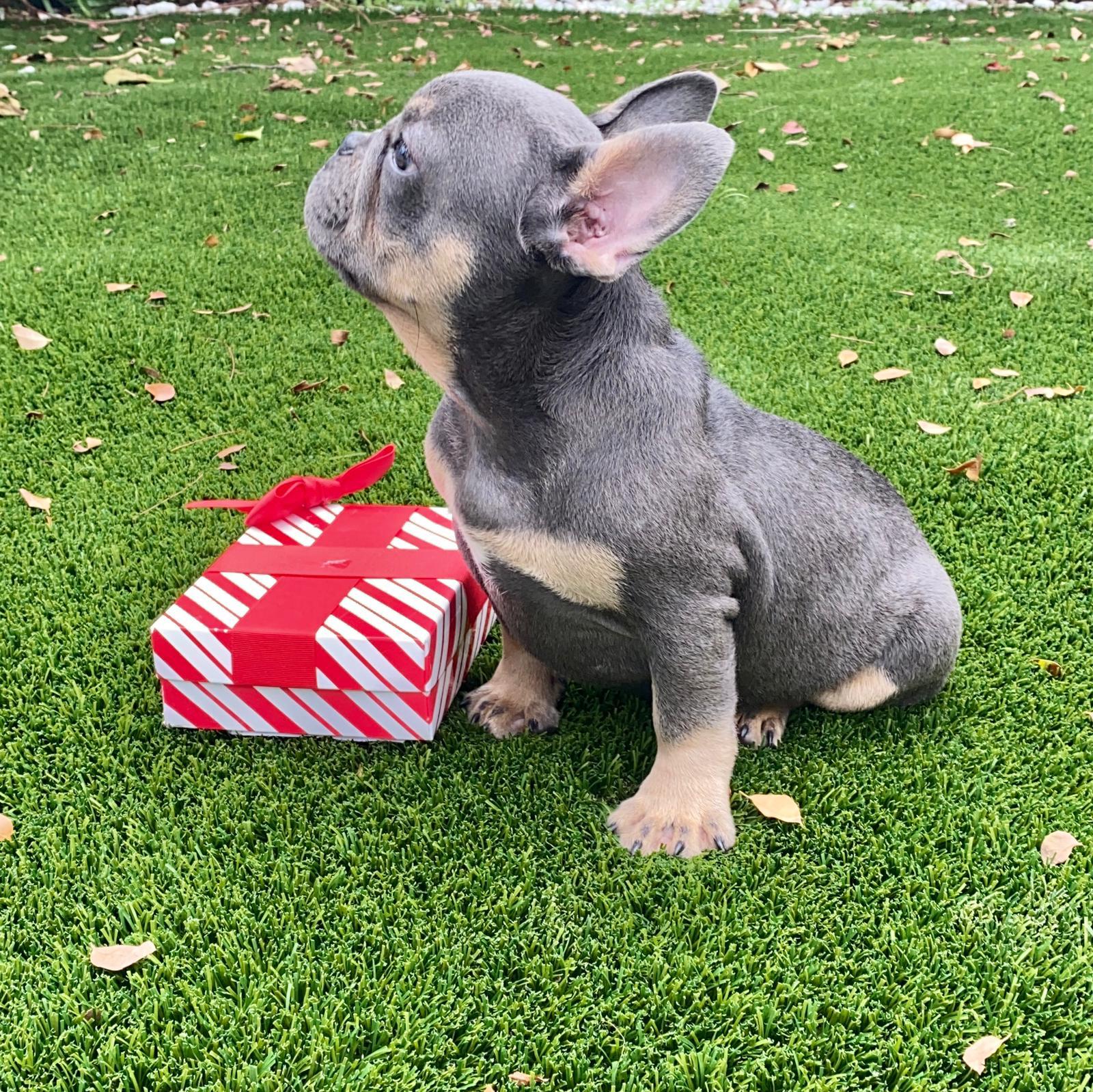 Beautiful Exotic English Bulldog Lilac Fawn Stud service Kike - 2